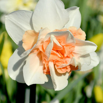 Daffodil Replete 3 buc