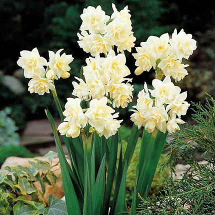 Narcise Daffodil Summer Erlicheer 5 buc