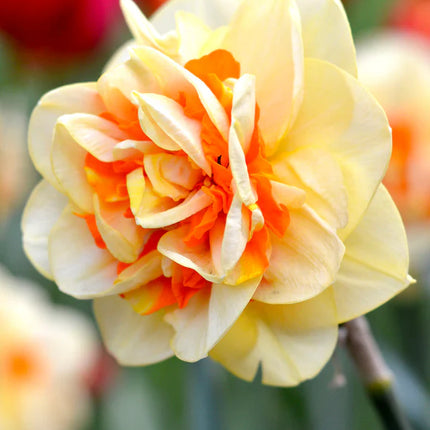 Daffodil Tahiti Landscaper Special 3 buc