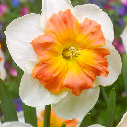 Daffodil Zinzi 3 buc
