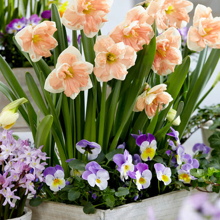 Daffodil Apricot Whirl 3 buc