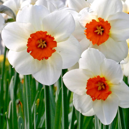 Daffodil Barret Browning 3 buc