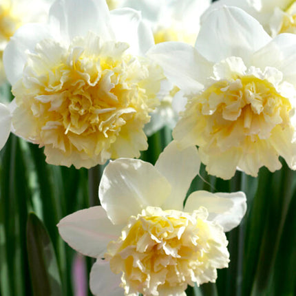 Daffodil Ice King 3 buc