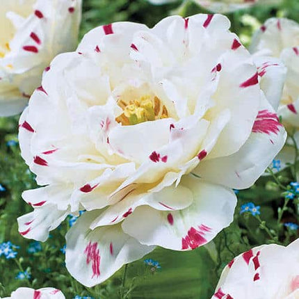 Tulipa Dance Line 5 buc