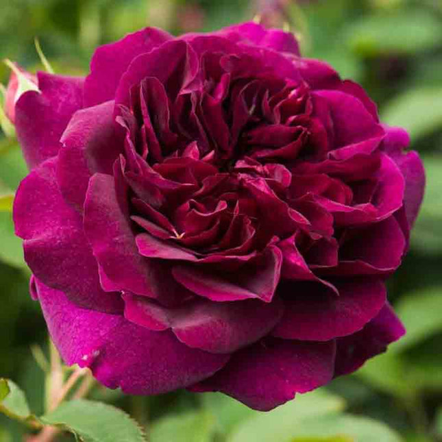 David Austin English Roses PREMIUM