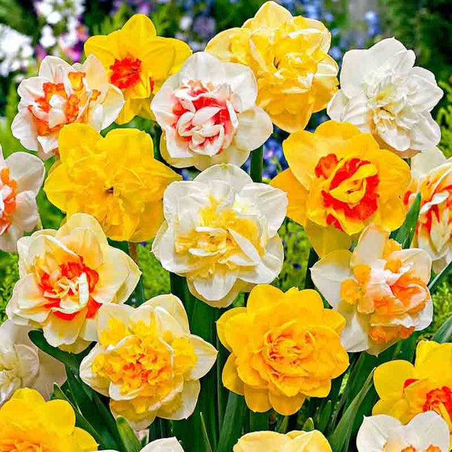 Narcise Double Mixed Daffodils &amp; Narcissus 30 buc