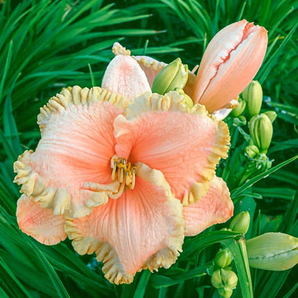 Enchanted Forest Reblooming Hemorocalis 1 buc