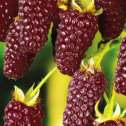Zmeură rosie Ezhemalina Loganberry (soi fără spini, perioadă medie de coacere)