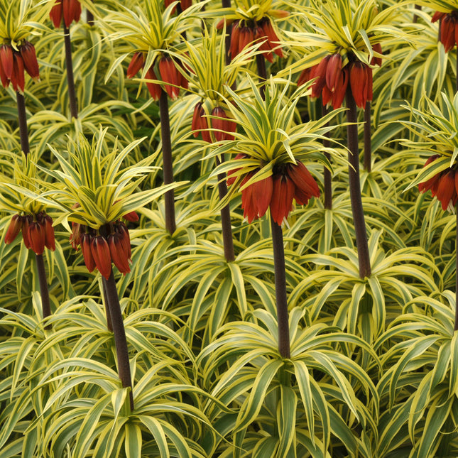 Fritillaria imperialis Aureomarginata (bulb)