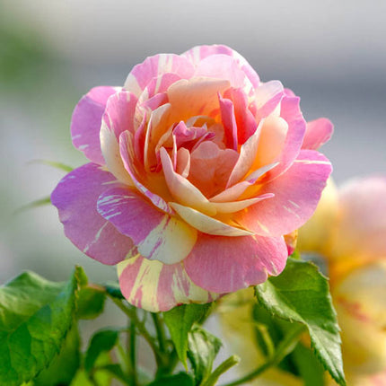 Grandiflora Rose Colectia 2024 - Trandafir cu flori mari și culori vibrante