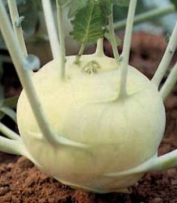 Gulioare white viena