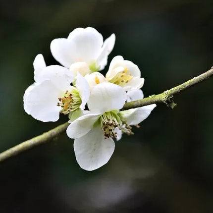 gutui japonez (chaenomeles nivalis) alb |100 cm la livrare
