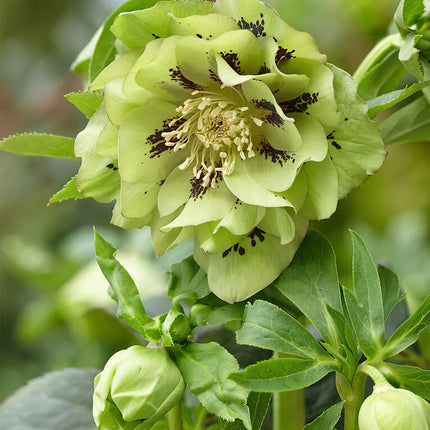 Helleborus Double Ellen Green