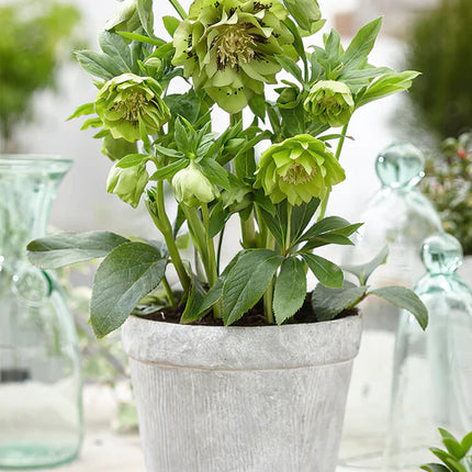 Helleborus Double Ellen Green