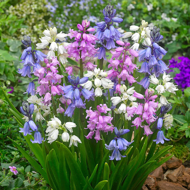 Hyacinthoides Hispanica zambila spaniola -30 bulbi mixt