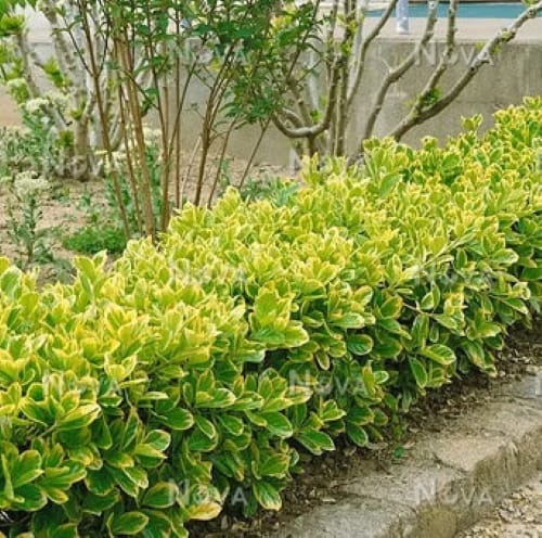 Euonymus japonicus Albomarginatus - 30 cm