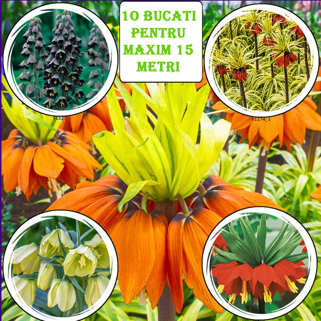 Set Fritilaria Floarea Paștelui anti cârtițe