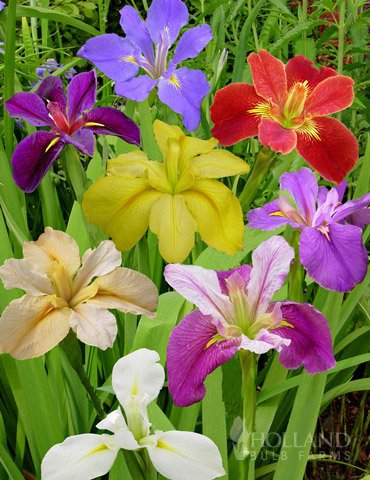 Pachet bulbi iris mixt 20 buc