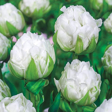 Tulipa Ice Age 5 buc