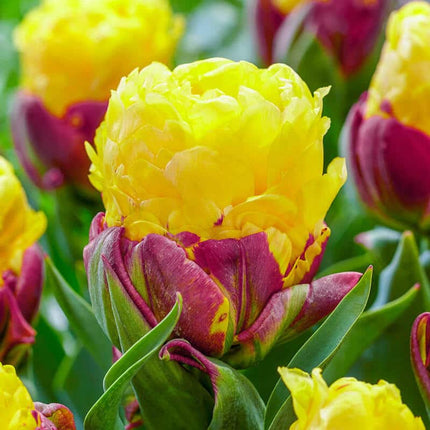 Ice Cream Banana Tulip 5 buc