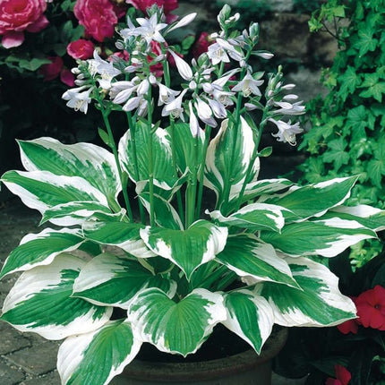hosta crin de toamna