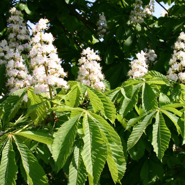 Aesculus Hippocastanum Baumannii (castan salbatic)