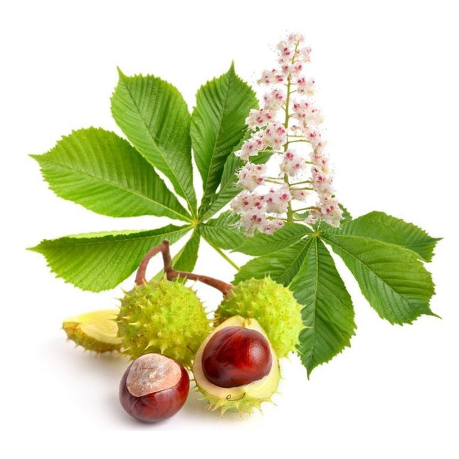 Aesculus Hippocastanum Baumannii (castan salbatic)