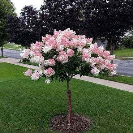 Hortensia paniculata ice cream roz cu alb pe picior