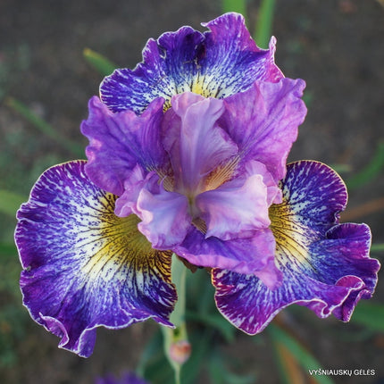 rizom radacina iris siberica Radacina 1 buc