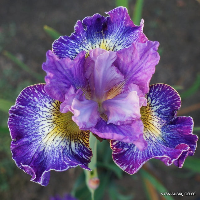 rizom radacina iris siberica Radacina 1 buc