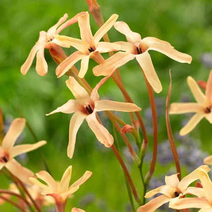 Ixia Eos 3 buc