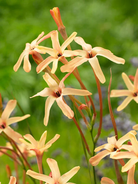 Ixia Eos 3 buc
