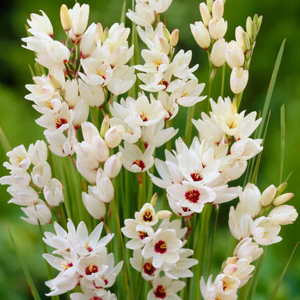 Ixia Giant 3 buc