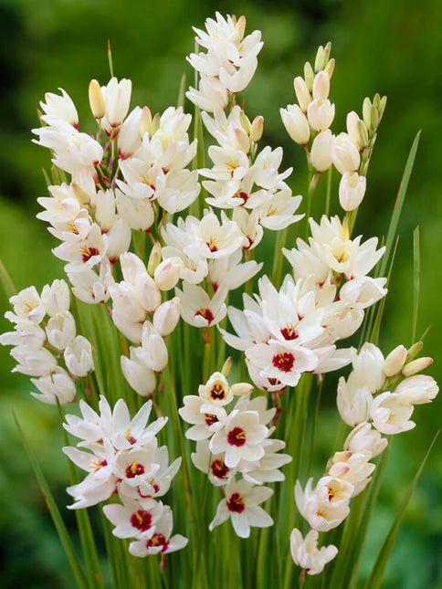 Ixia Giant 3 buc