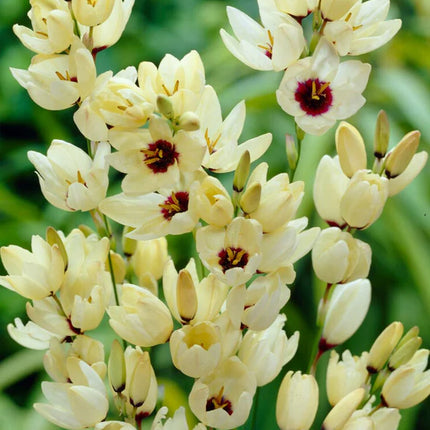 Ixia Hogarth 3 buc
