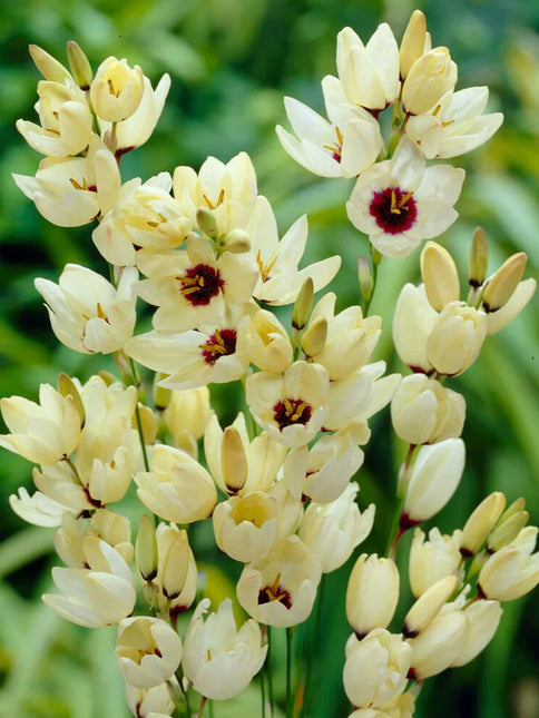 Ixia Hogarth 3 buc