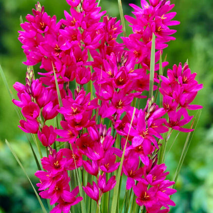 Ixia Mabel 3 buc