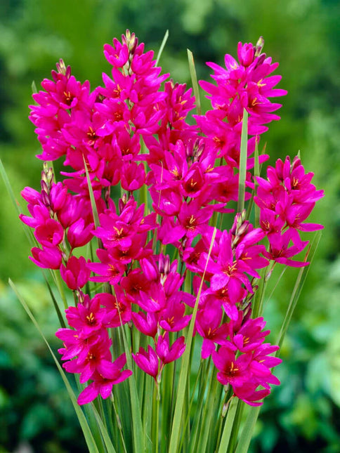 Ixia Mabel 3 buc