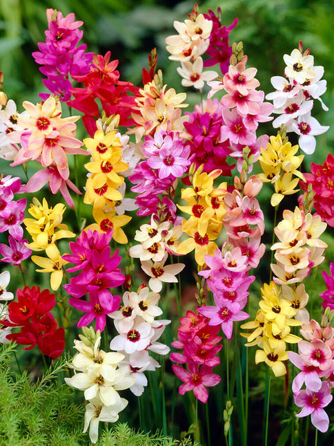Ixia mix 30 buc