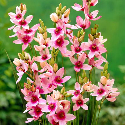 Ixia Purple 3 buc