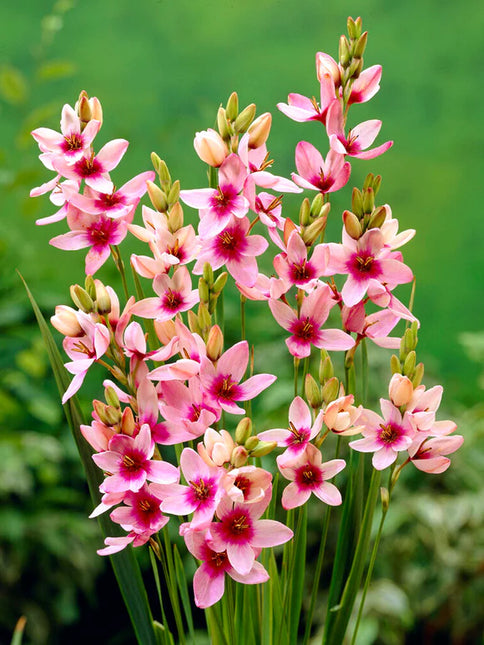 Ixia Purple 3 buc
