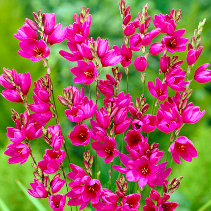 Ixia Purple 3 buc