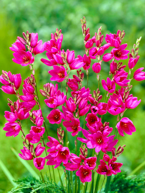 Ixia Purple 3 buc