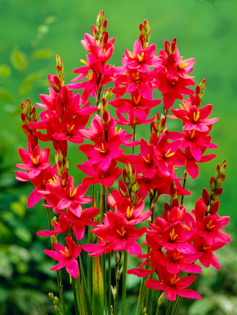 Ixia Red 3 buc