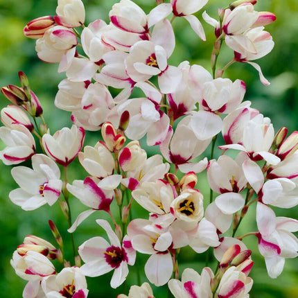 Ixia Spotlight 3 buc