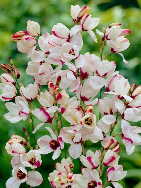 Ixia Spotlight 3 buc