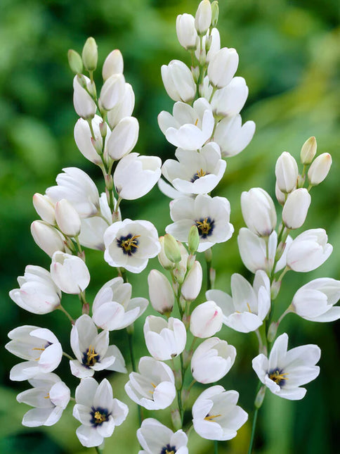Ixia White 3 buc