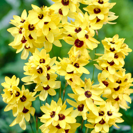 Ixia Yellow 3 buc
