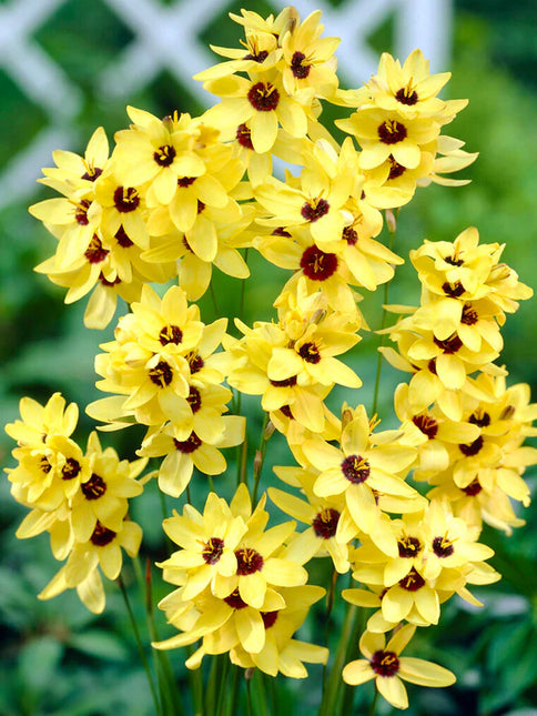 Ixia Yellow 3 buc