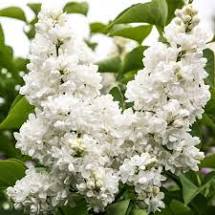 Liliac Miss Ellen Willmott